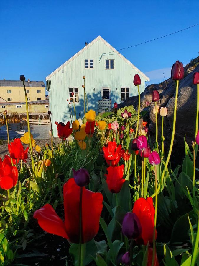 Lysvoldbrygga Bed & Breakfast Henningsvær Dış mekan fotoğraf